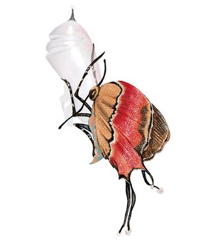 Frisch geschlüpfter tropischer Schmetterling (Evenus regalis) sitzt an leerem Kokon, Illustration Kathrin Schwertner, freigestellt, Freisteller, 