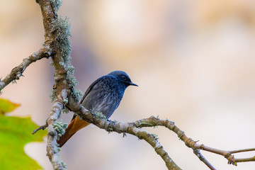 A male Eastern Black Redstart or Phoenicurus ochruros rufiventris perched on branch