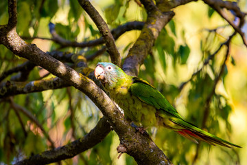 Wild parakeets Aratinga acuticaudata on branches of tree in park. Wild life in city.