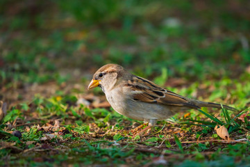 House Sparrow or Passer domesticus perched on a green grass