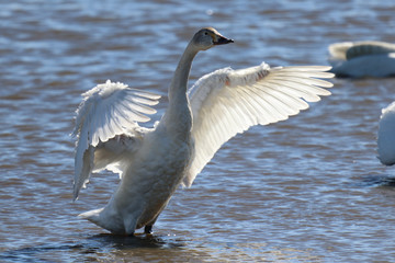 羽を広げる白鳥