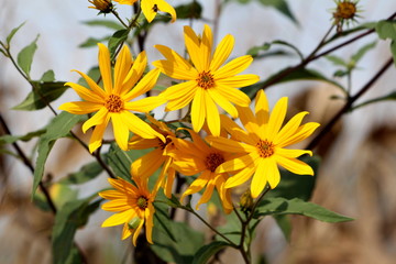 Yellow fully open blooming flowers of Jerusalem artichoke or Helianthus tuberosus or Sunroot or Sunchoke or Earth apple herbaceous perennial sunflower plants surrounded with dark green leaves and bran