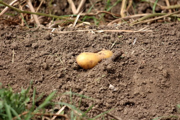 Yellow potato removed from dry soil after growing left in local garden for picking surrounded with fresh small plants and dry branches on warm summer day