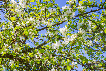 Flowering tree in the spring of white and pink flowers