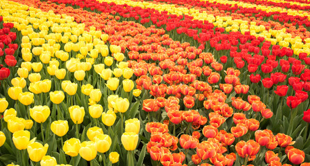 Fototapeta na wymiar Tulip flower stripes in colours of red, yellow, orange and purple during the high flowering season in the Northern province region of Netherlands in April 2018 