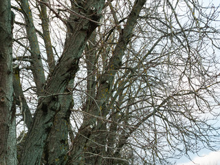 Branches of an old big tree without leaves in autumn