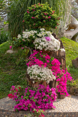 Flowers and giant stones in a tropical garden