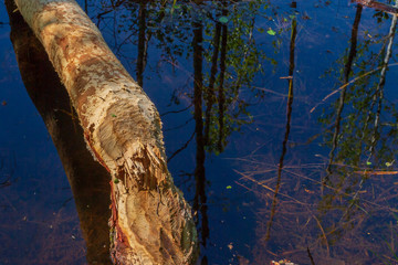 Beavers gnawed a tree in the forest in a small river
