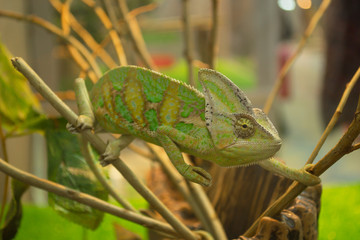 Chameleon among the branches of a bush