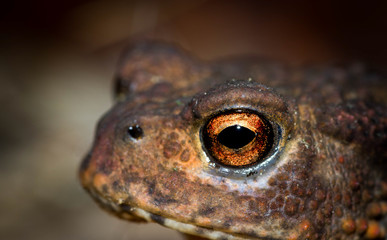 The Frog