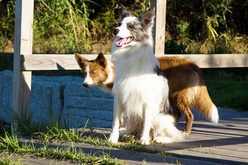 dogs crossing the wooden bridge