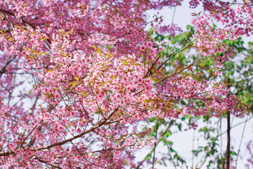 Wild Himalayan Cherry Blossoms in spring season (Prunus cerasoides), Sakura in Thailand, selective focus, Phu Lom Lo, Loei, Thailand.