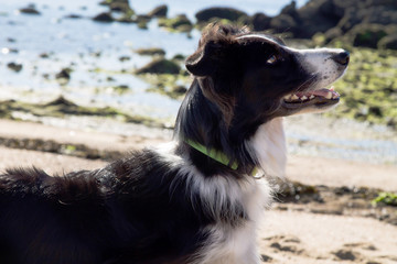 portrait of border collie dog on the beach