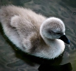 Ugly Duckling 