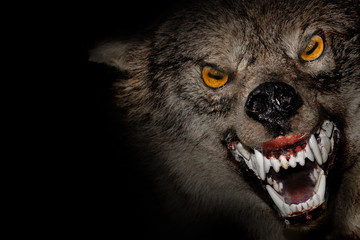Angry werewolf face in darkness. Photo manipulation