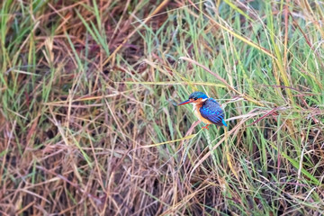 Malachite kingfisher