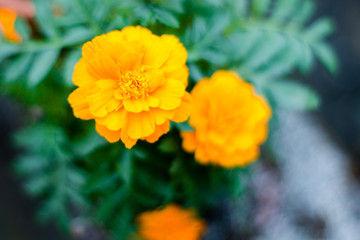 Yellow marigold flower plant in garden front or back yard. A herbaceous plants in the sunflower family. Normally blooms naturally in golden, orange, yellow, white colors. Nature background concept.