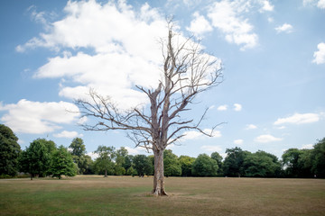 One tree with no leaves stands alone in the centre of a park