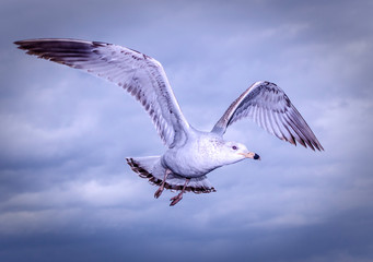 seagull in flight