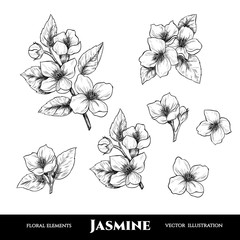 Vector jasmine flowers. Set of floral elements. Vintage style