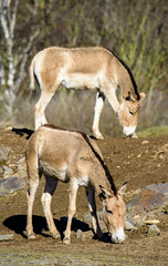Turkmenian kulan (Equus hemionus kulan)