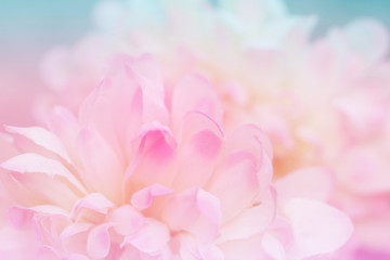 Beautiful flowers made with color filters in soft color and blur style for background