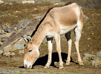 Turkmenian kulan (Equus hemionus kulan)