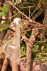 プラスチック袋のごみ