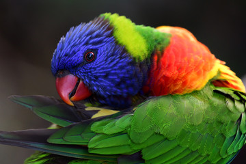 Rainbow lorikeet (trichoglossus moluccanus) © tom