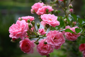 pink flowers in the garden