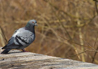 Pigeon on the edge of the wall, along the river