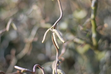Kätzchen an einer Korkenzieherhaselnuss