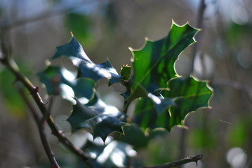 Stechpalme (Ilex)