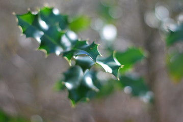 Stechpalme (Ilex)