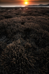 Coral reef area and sunrise in the morning