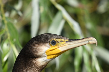 great cormorant - Phalacrocorax carbo