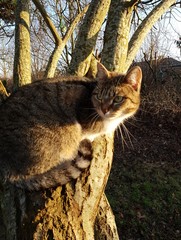 Katze auf Baum