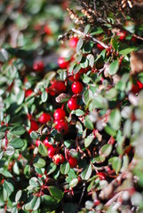 Zwergmispel (Cotoneaster) - rote Beeren im Sonnenlicht