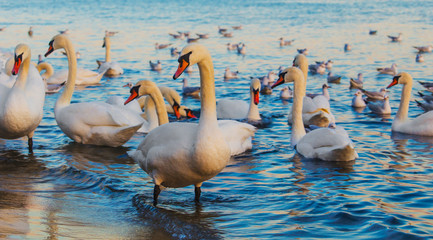 Beautiful swans and seagulls in the blue sea