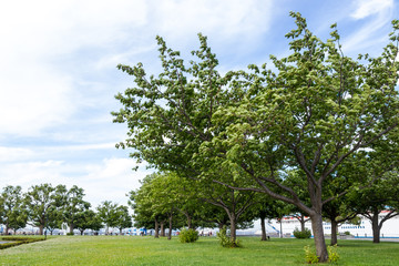 (神奈川県ｰ湾岸風景)赤レンガ倉庫前の広場１