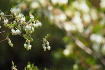 馬酔木の花