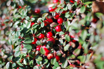 Zwergmispel (Cotoneaster) - rote Beeren im Sonnenlicht