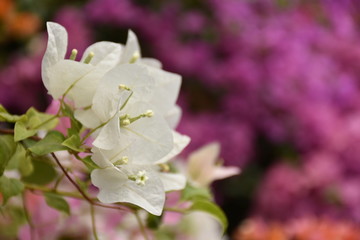 白のブーゲンビリア