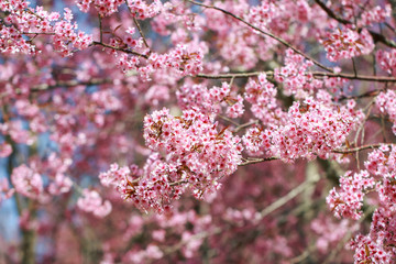 Wild Himalayan Cherry Blossoms in spring season (Prunus cerasoides), Sakura in Thailand, selective focus