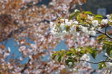 山桜