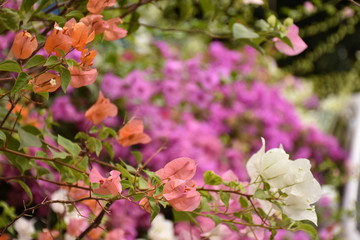 色とりどりのブーゲンビリア