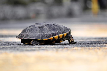 Obraz premium Take a close-up turtles are walking on the street.