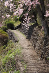 桜の下の田舎道