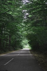 road in the forest