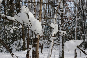 Forêt dans la neige